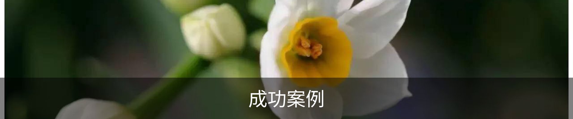 成功案例